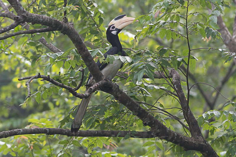 Malabarneushoornvogel